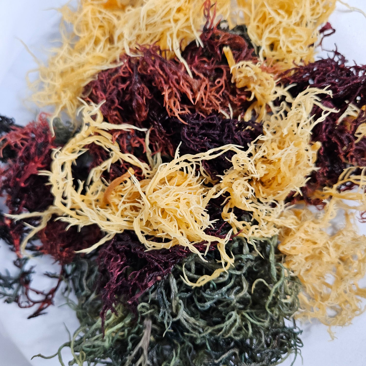 Sea moss is nutrient dense and supplies the body with an abundant amount of nutrients including sulphur compounds, protein, iodine, bromine, beta-carotene, calcium, iron, magnesium, potassium, selenium, manganese, and more.