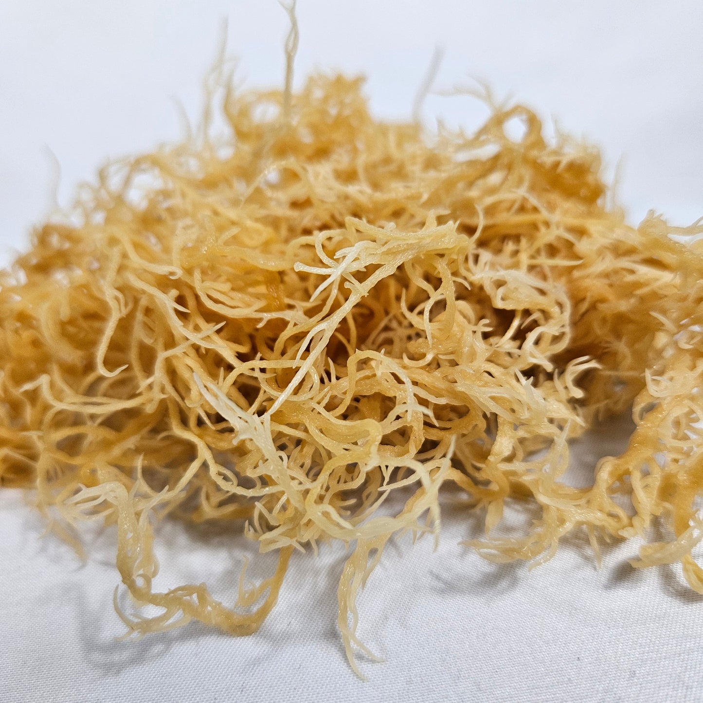 Raw Golden Sea Moss