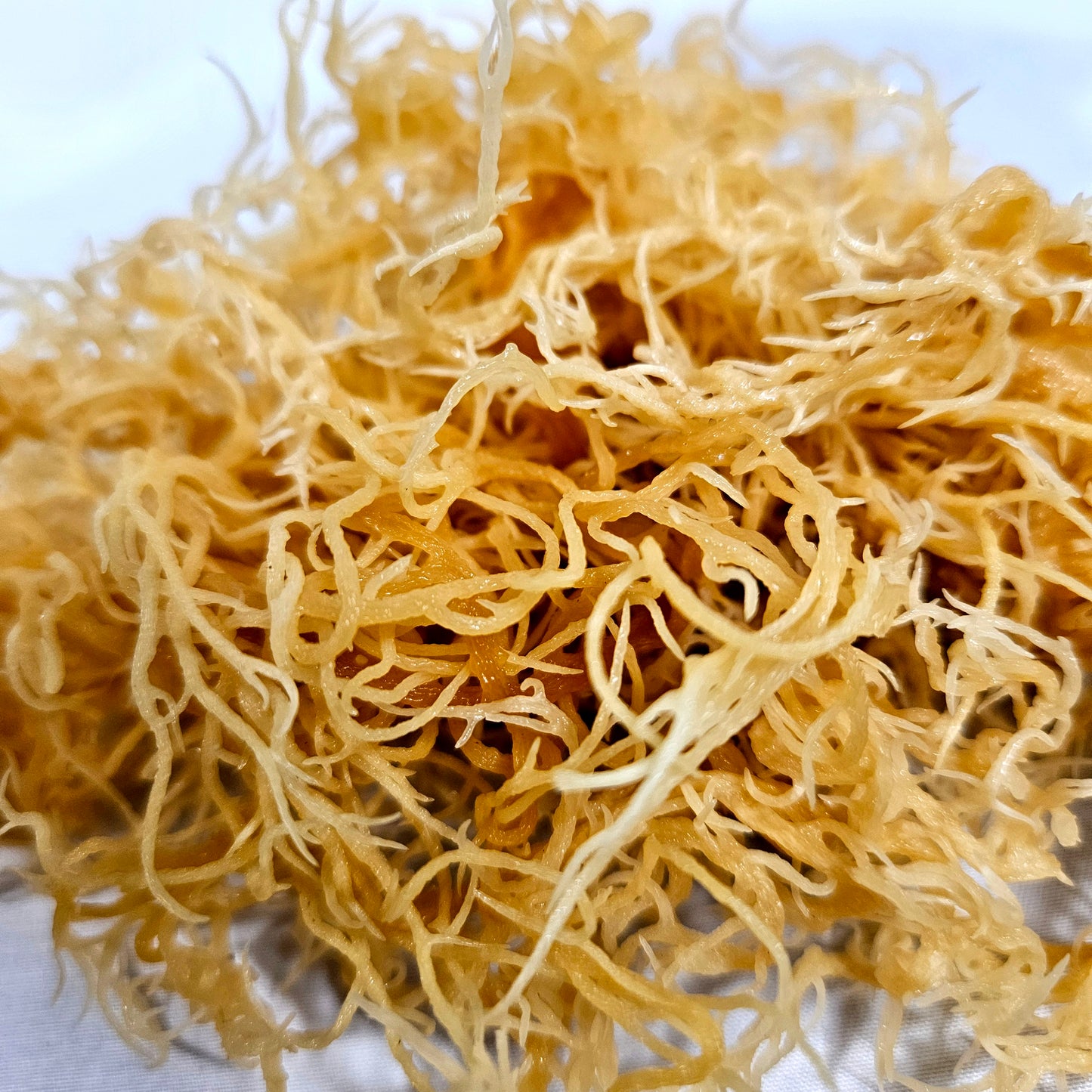 Raw Golden Sea Moss